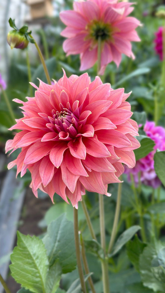 Bell’s Bobbie Dazzler