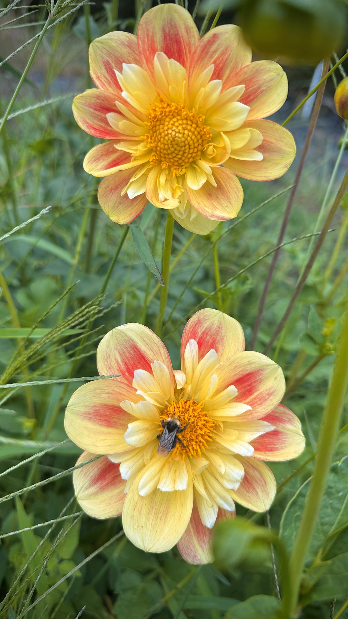 Bell's Pollinator Selection
