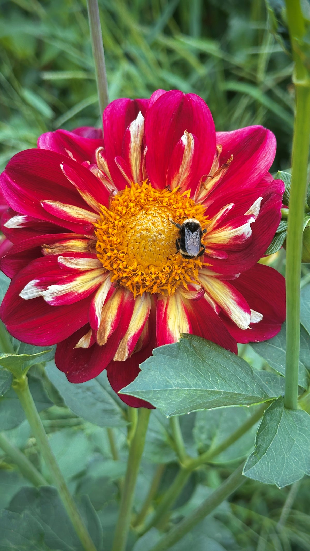 Bell's Pollinator Selection