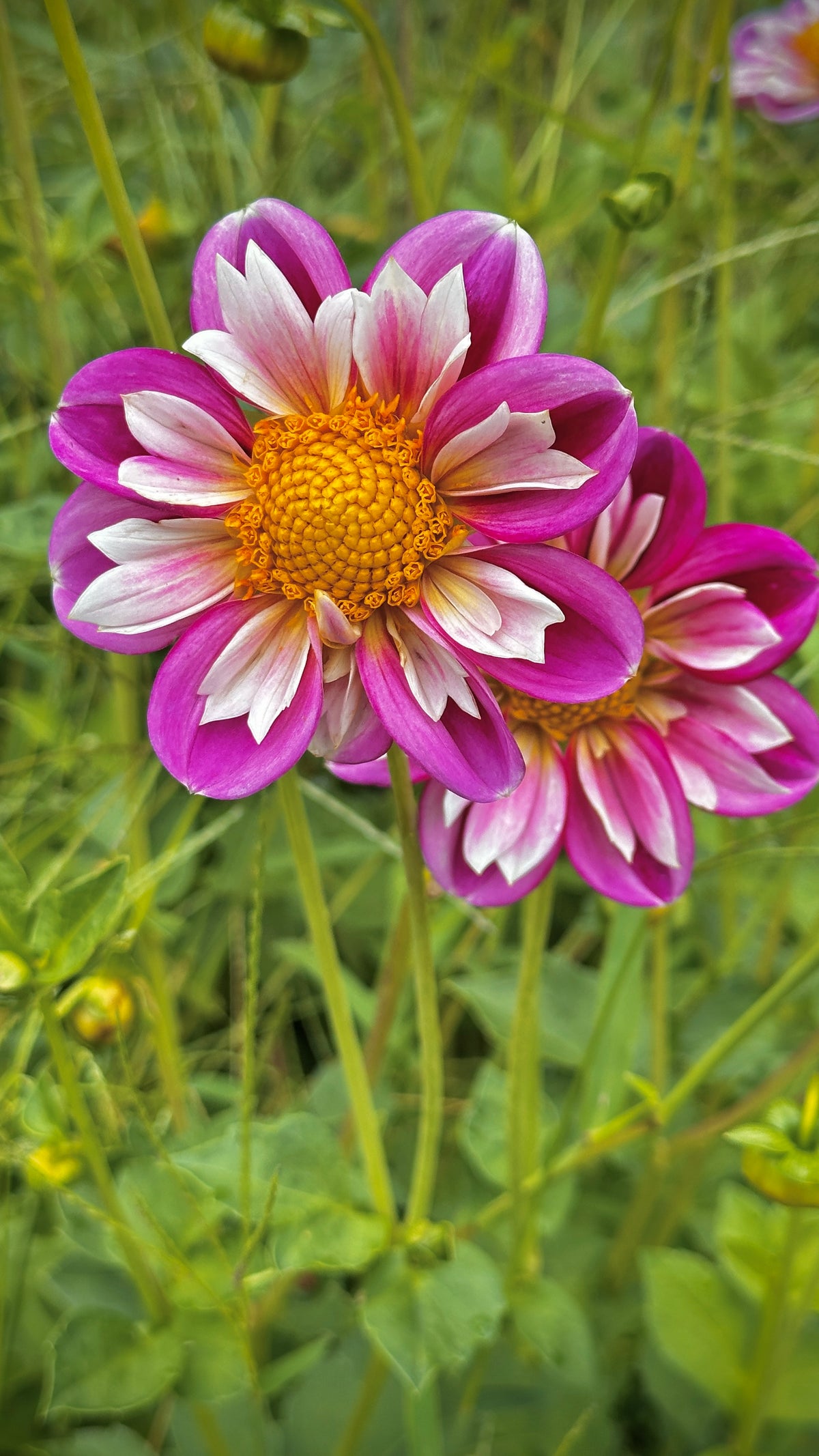 Bell's Pollinator Selection