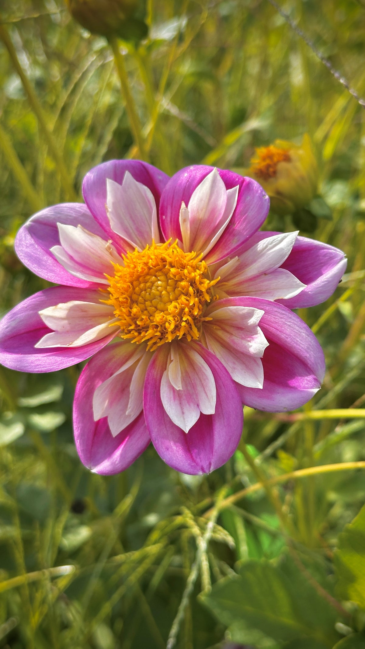Bell's Pollinator Selection