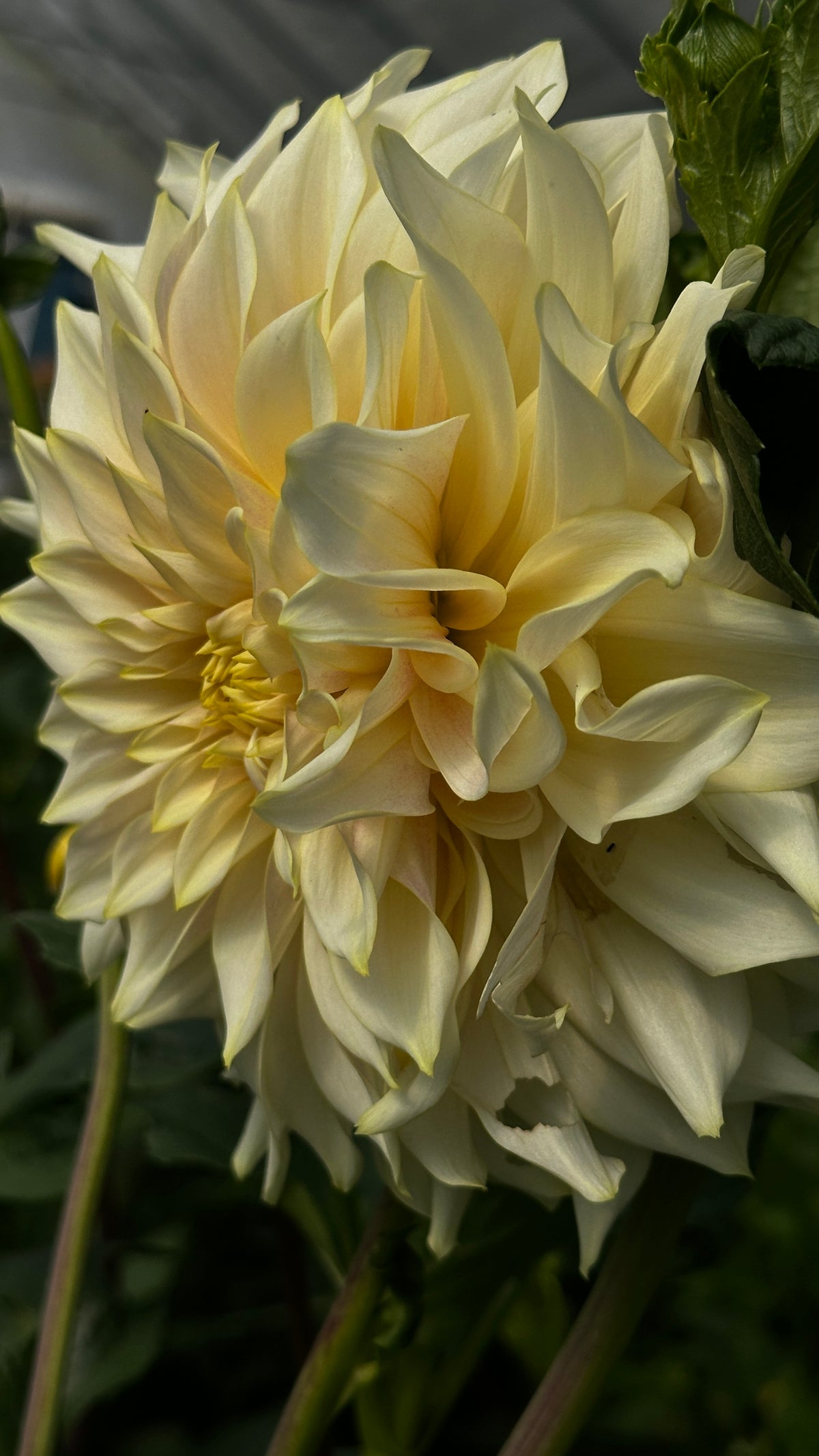 Glengarry Gold