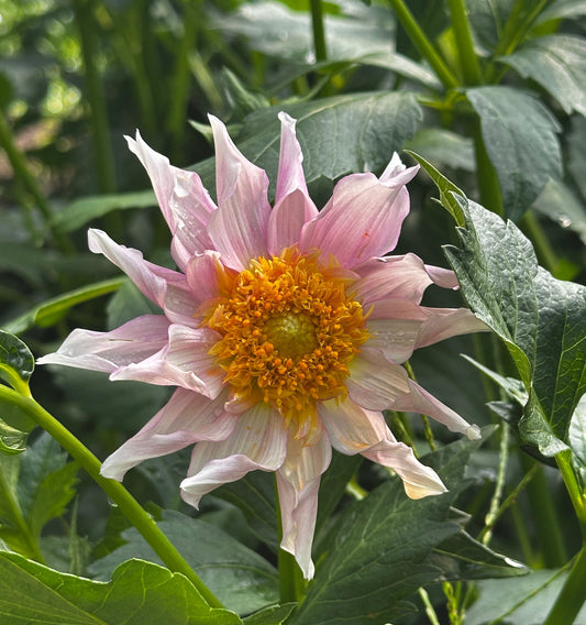 A single pink dahlia flower with a bright yellow-orange center, growing among green leaves in a garden setting.