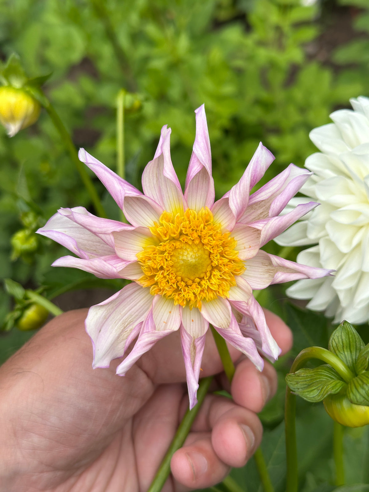 Bell's Pollinator Selection