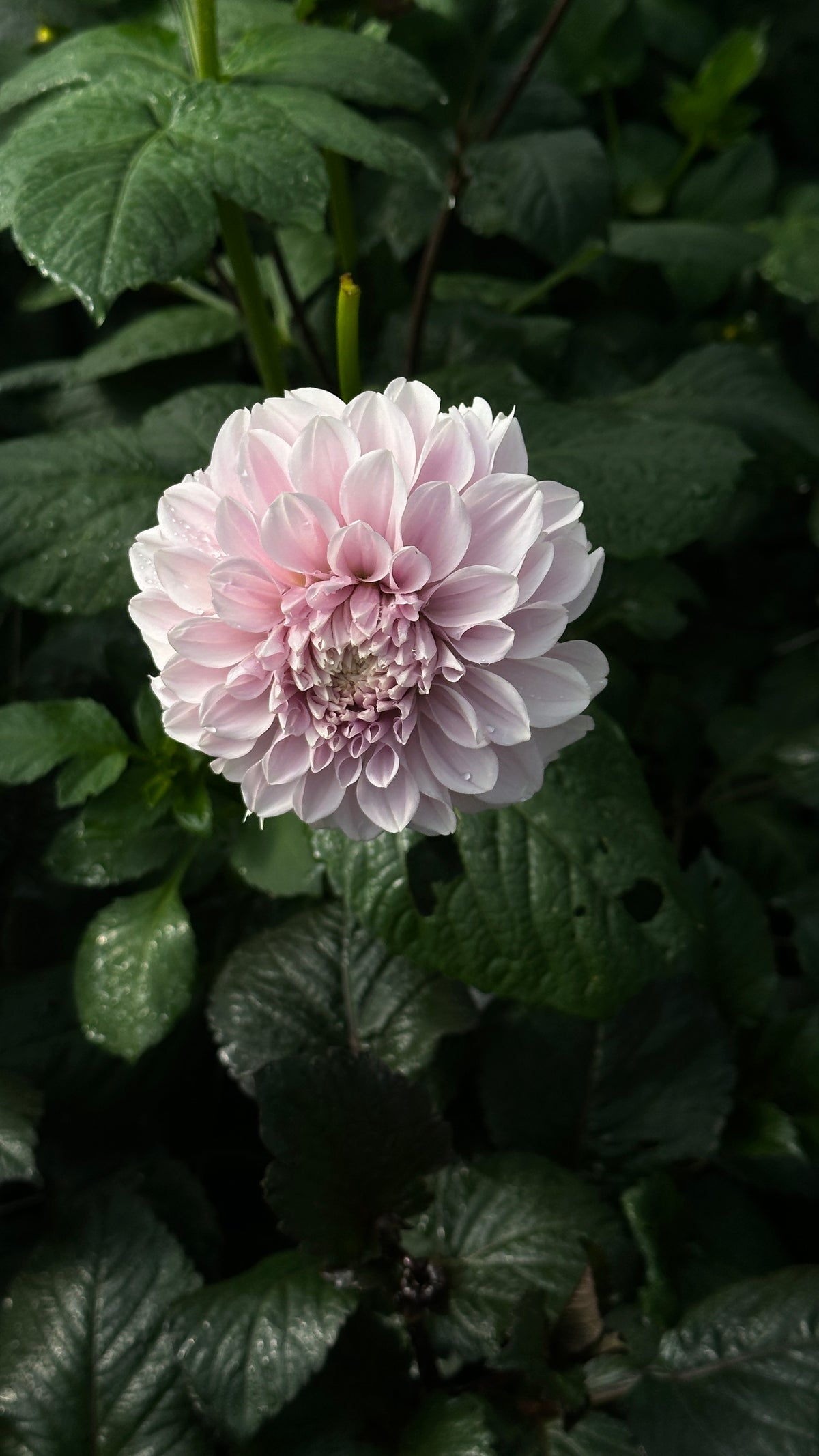 Bell’s Earl Grey