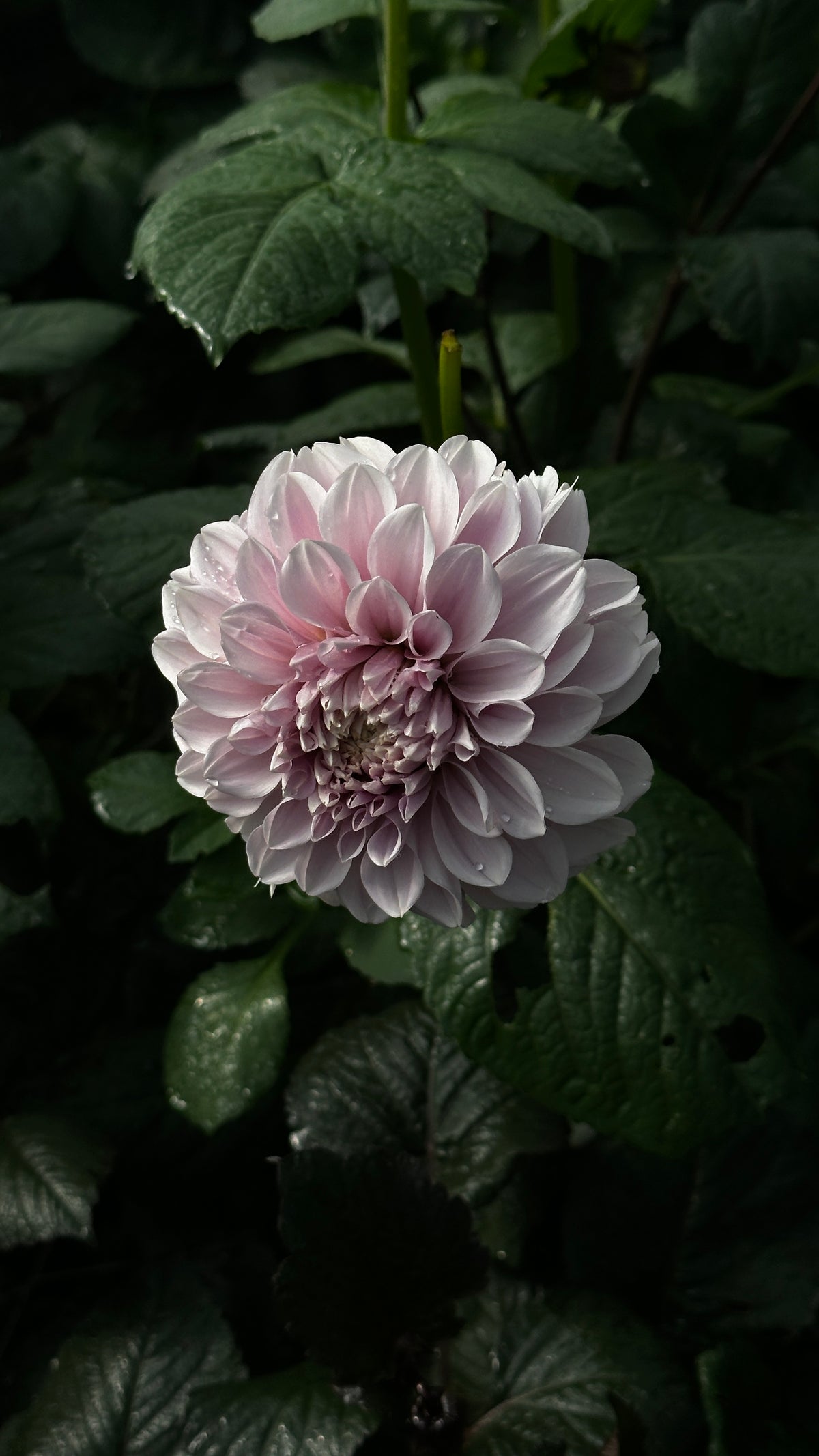 Bell’s Earl Grey