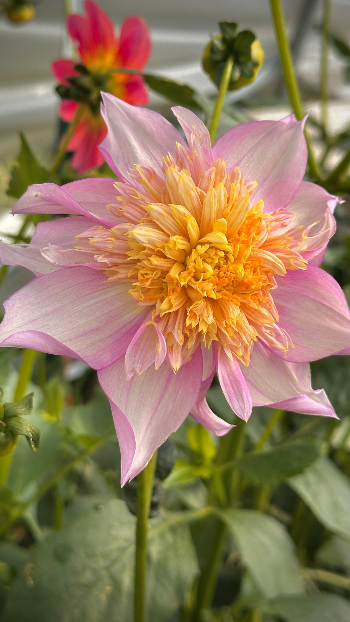 Bell's Pollinator Selection