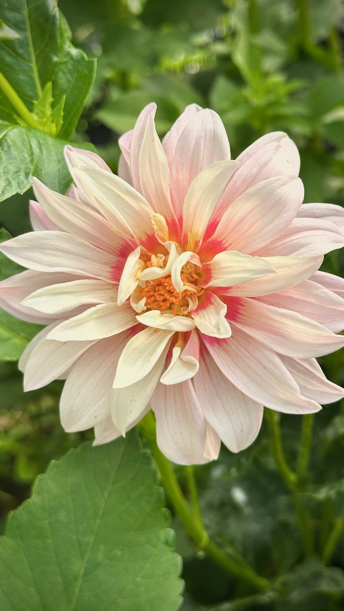 Bell's Pollinator Selection