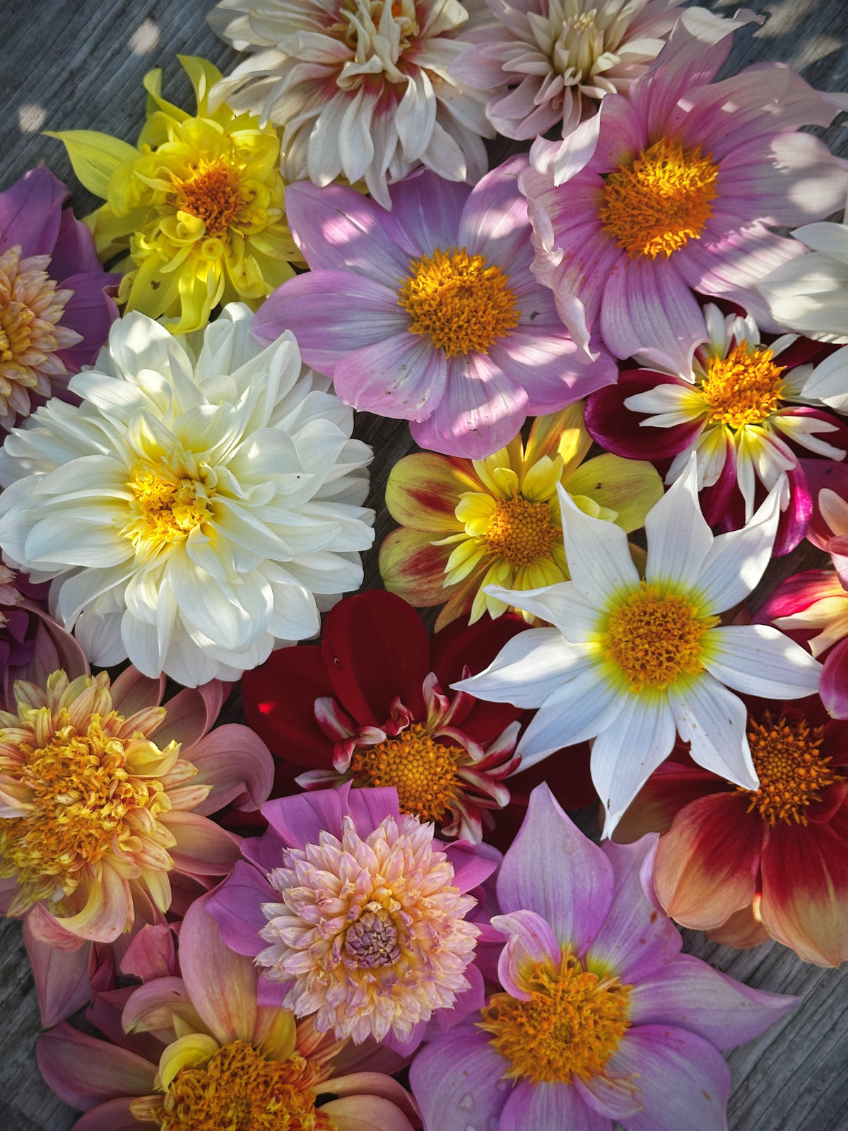 Bell's Pollinator Selection