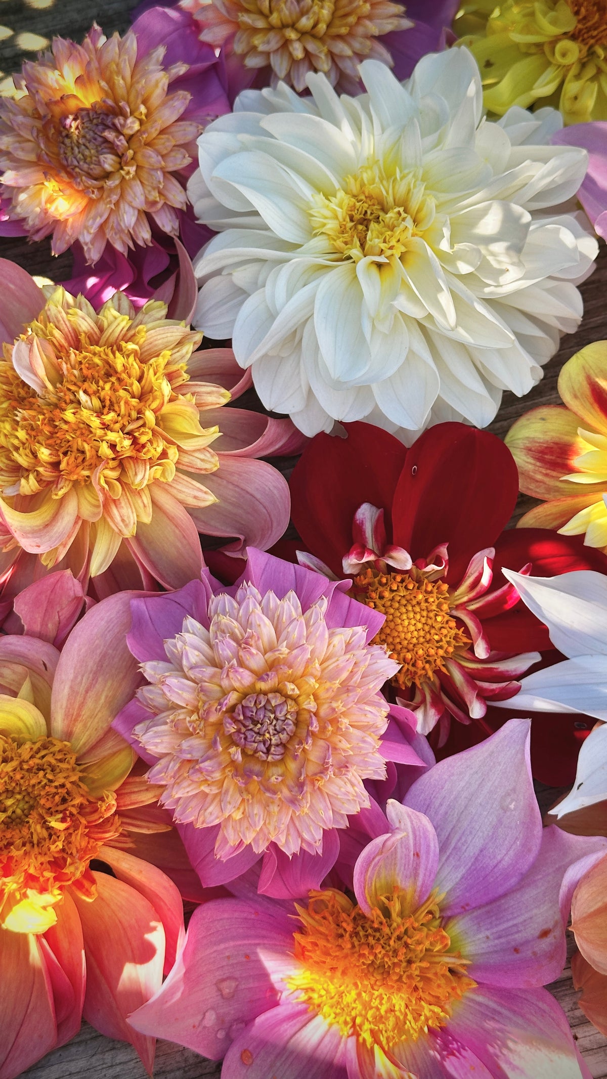 Bell's Pollinator Selection