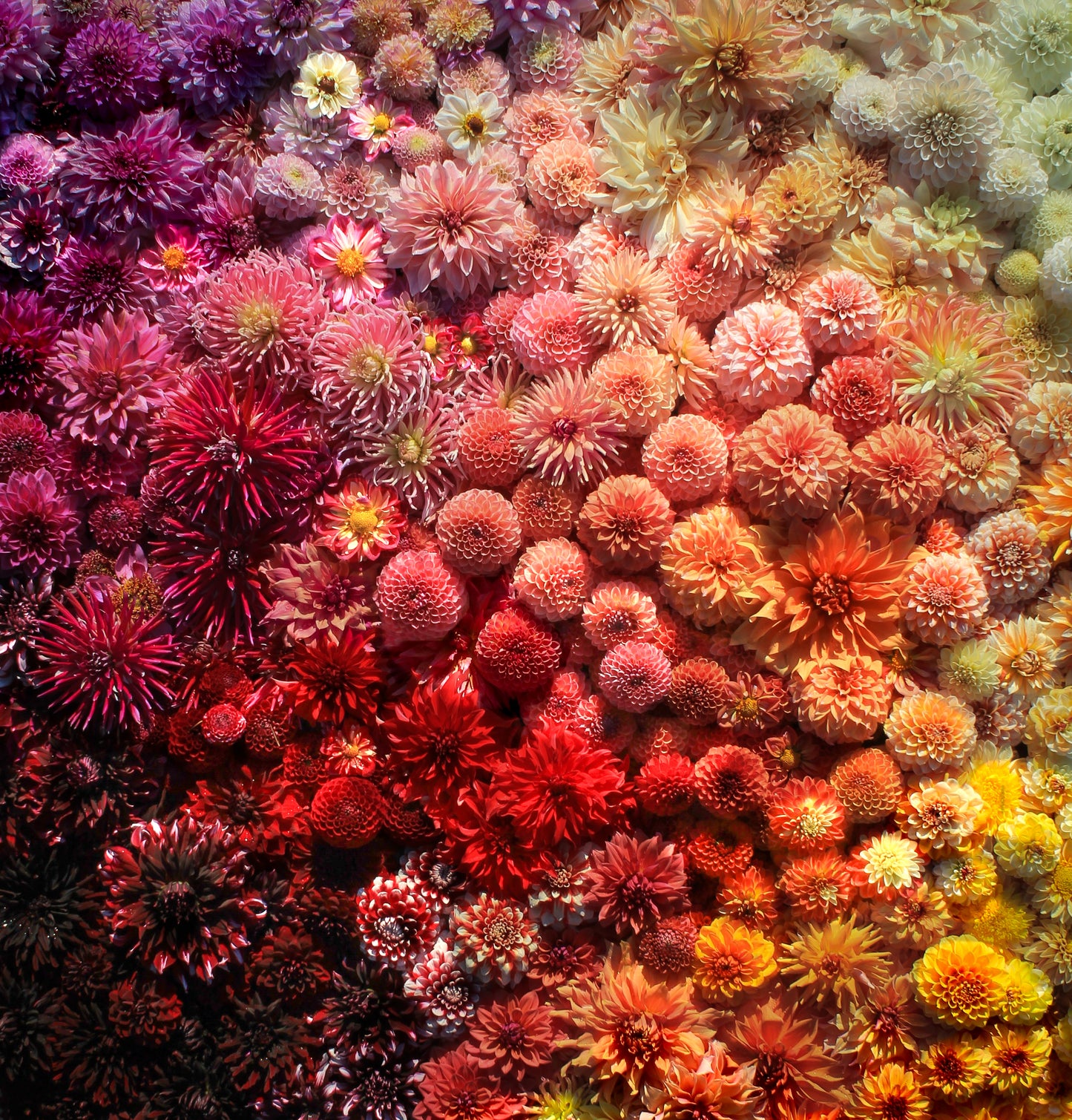 Bonny Blooms Gift Card