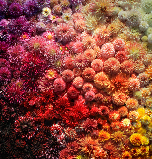 Bonny Blooms Gift Card