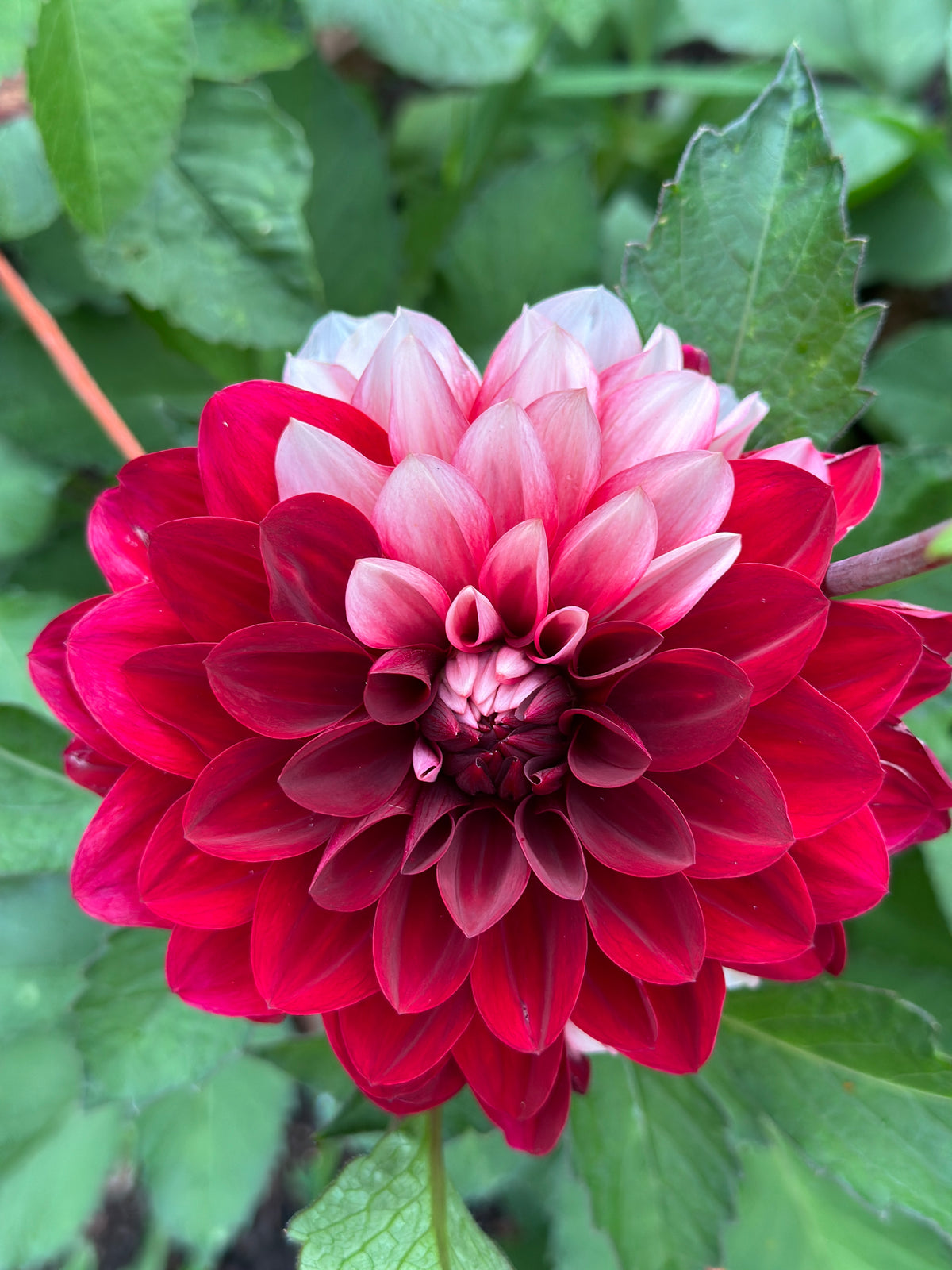 Bell’s Soprano