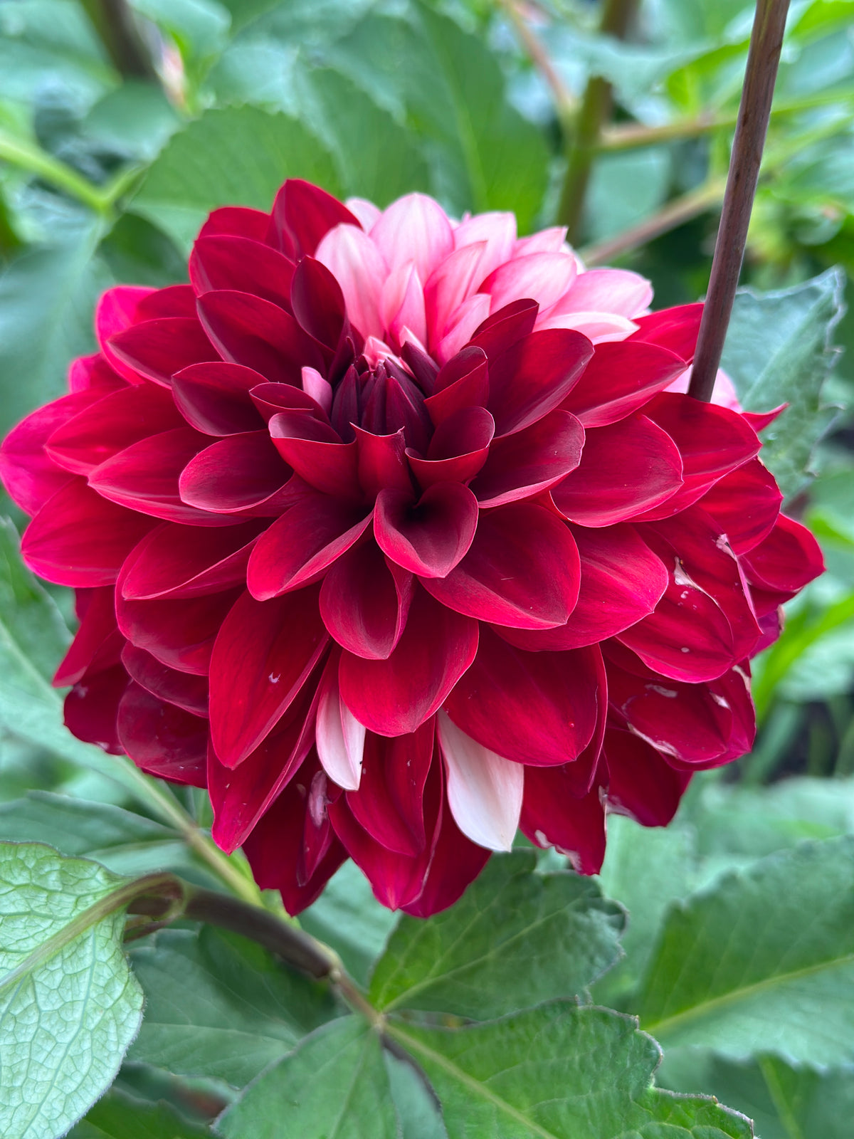Bell’s Soprano