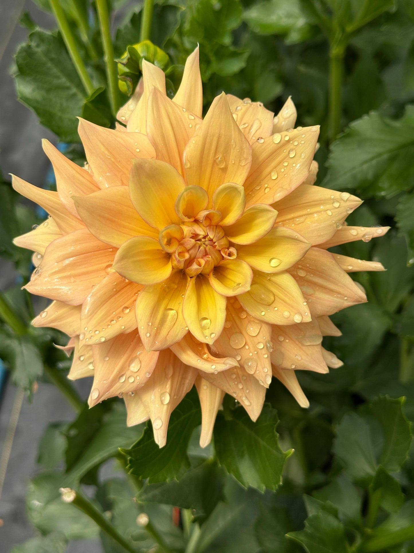 Bell’s Amber Glow