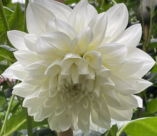 White Perfection